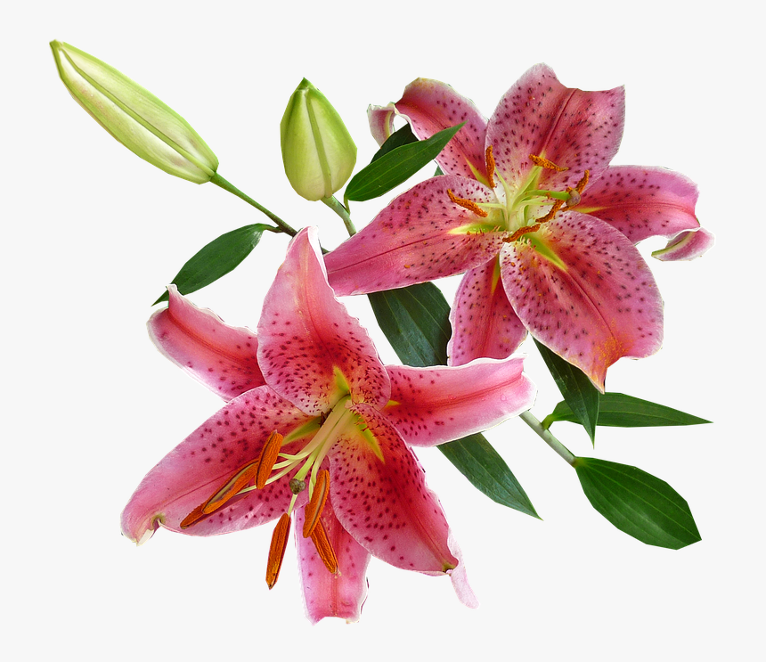 Lilies, Pink, Spring - Imagenes De Flores Vectoriales Con Fondo Transparente, HD Png Download, Free Download