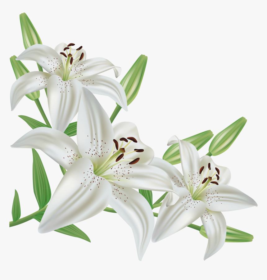 Lily Icon Symbol - Easter Lilies Clip Art, HD Png Download, Free Download