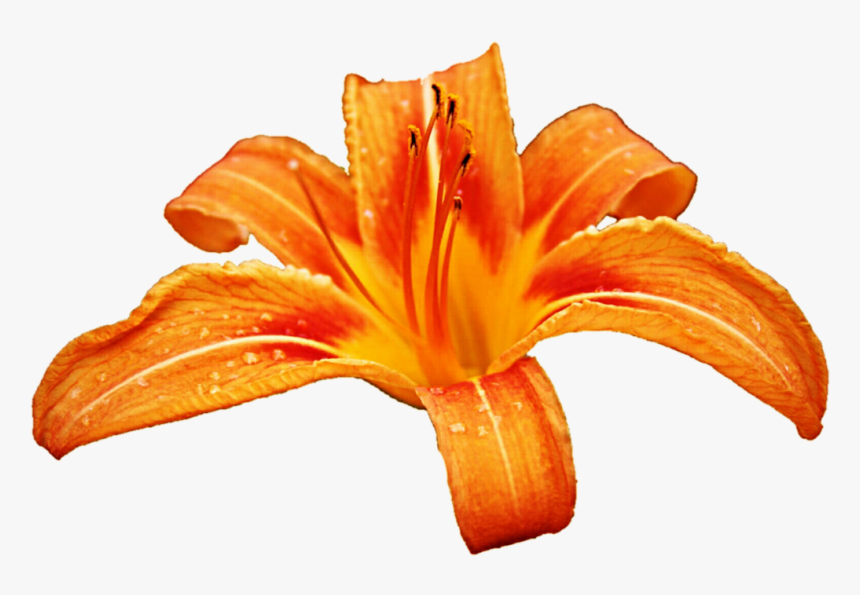 Orange Lily Clipart - Tiger Lily Flower Clip Art, HD Png Download, Free Download