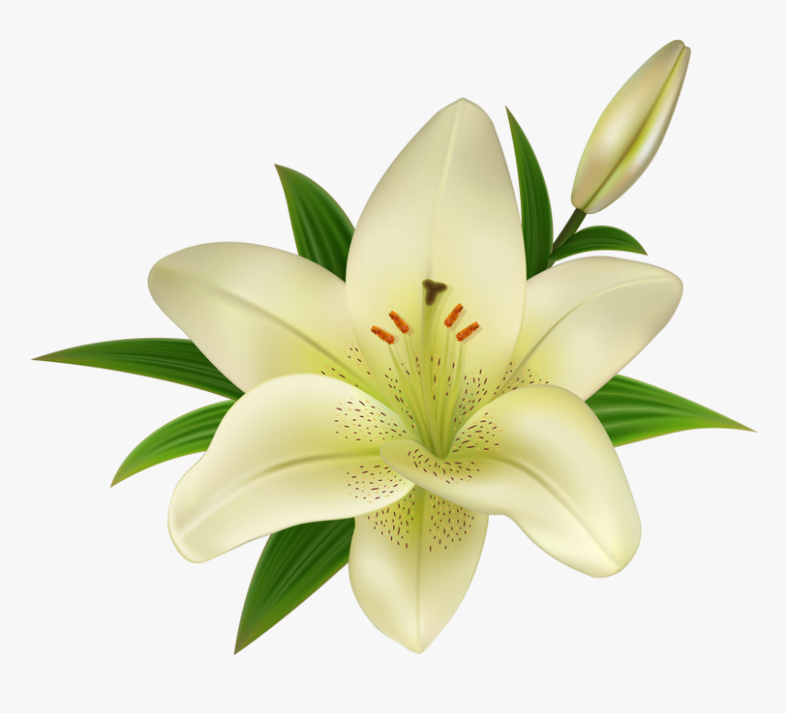 White Lily Flower On A Transparent Background - Lily Flower Images Png, Png Download, Free Download