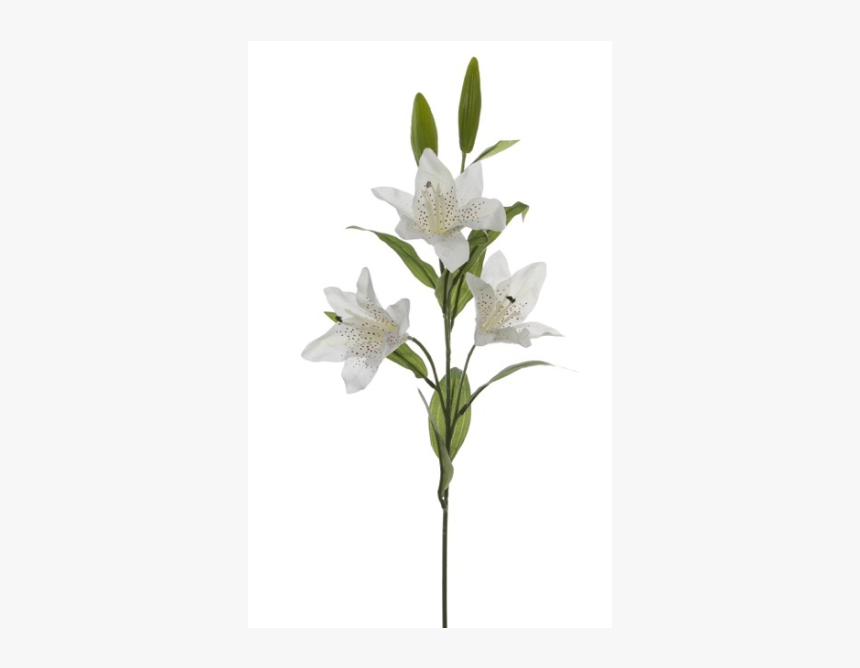 Lily, HD Png Download, Free Download