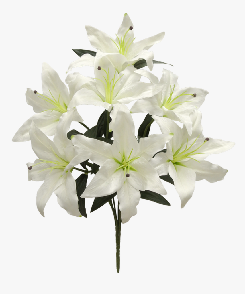 22 - Lily, HD Png Download, Free Download
