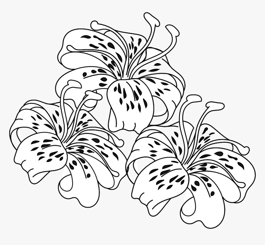 Free Lily Coloring Page, HD Png Download, Free Download
