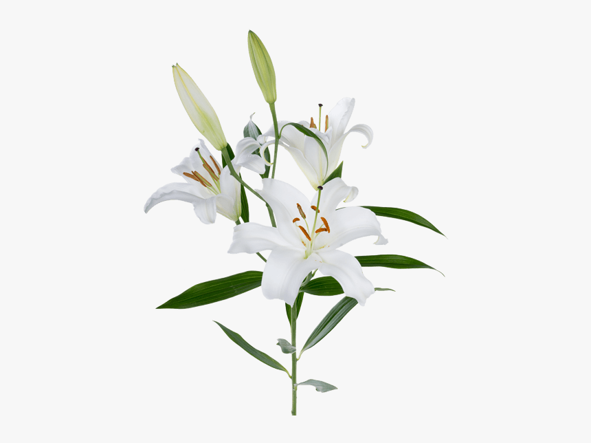 Lily Transparent One White - White Oriental Lily Flower, HD Png Download, Free Download