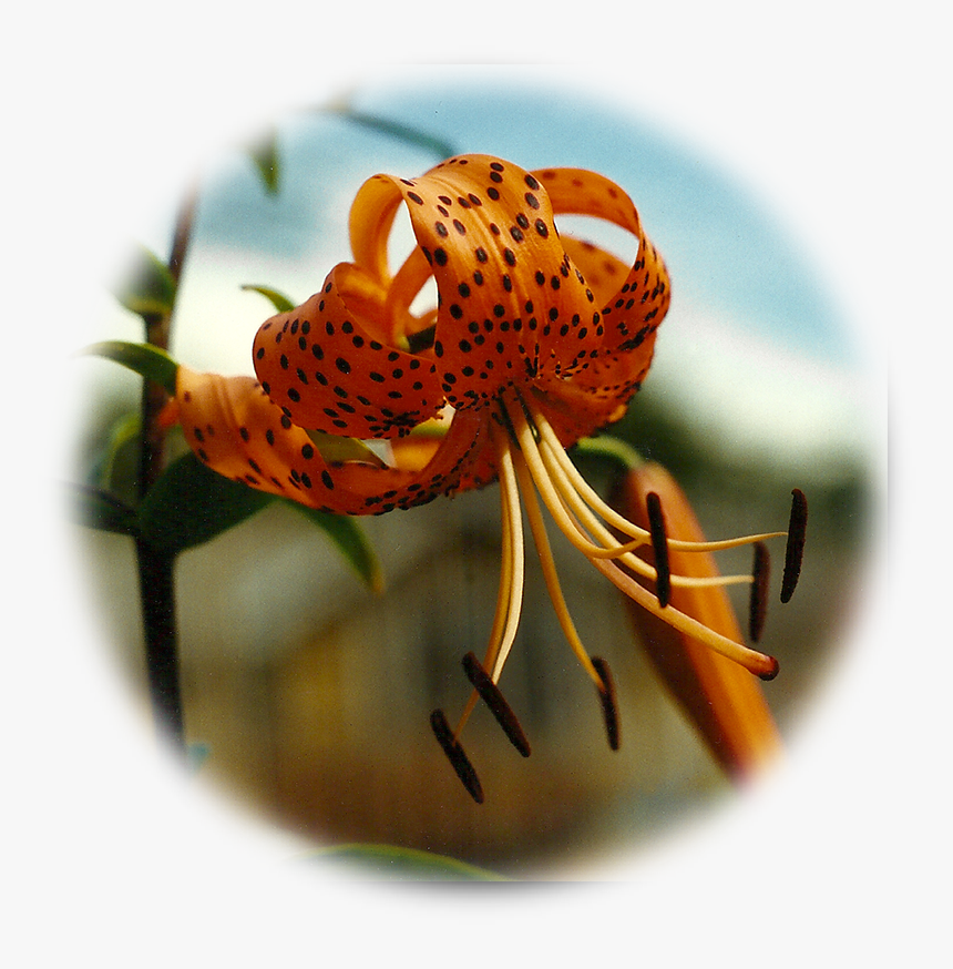 Tiger Lily, HD Png Download, Free Download