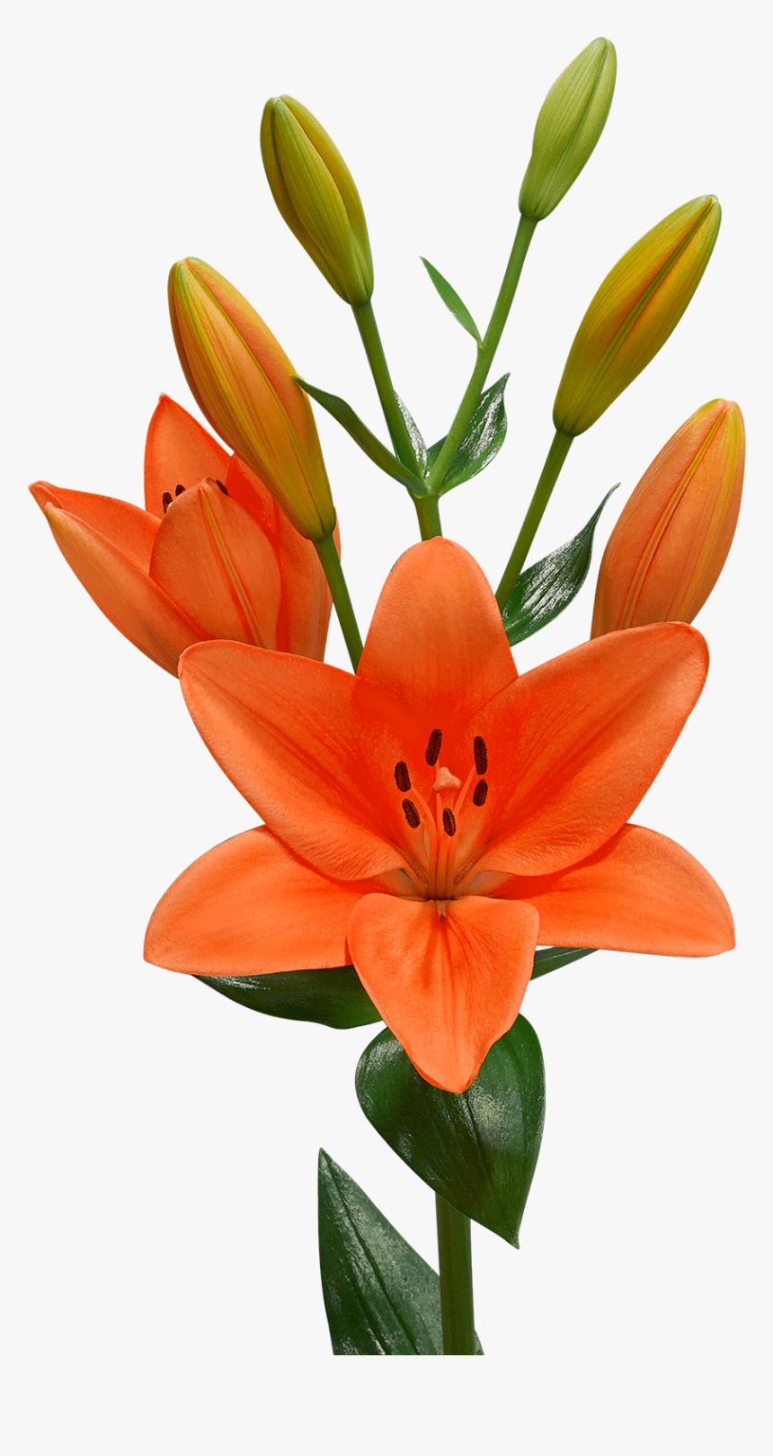 Lilium Png, Transparent Png, Free Download