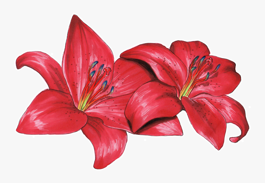 Transparent Lily Png - Flower Lily Drawing Color, Png Download, Free Download