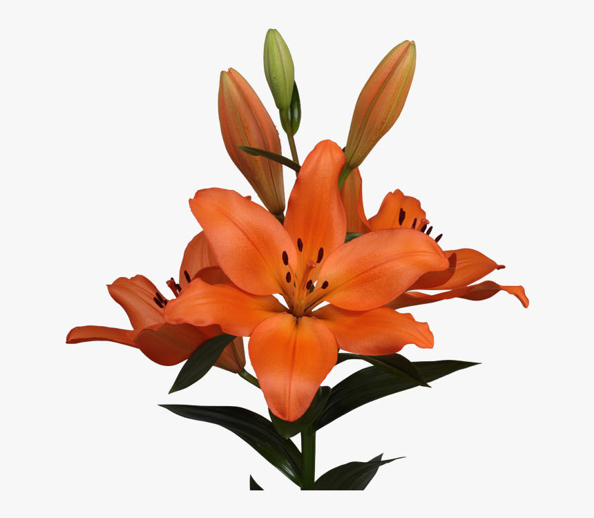 Orange Lily, HD Png Download, Free Download