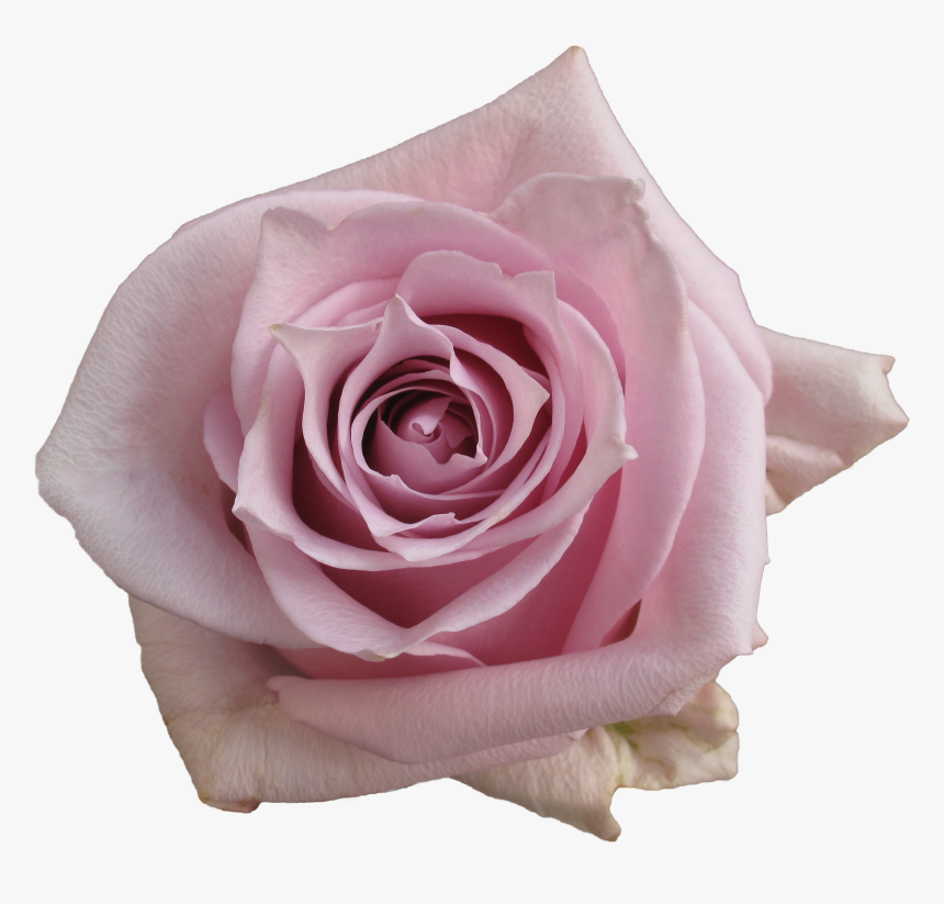 Garden Roses, HD Png Download, Free Download