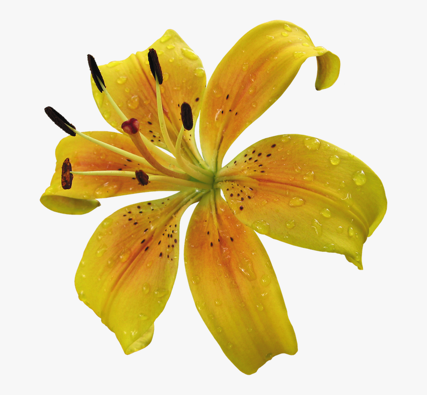 Yellow Lily Flower Png , Png Download - Yellow Lily Flower Png, Transparent Png, Free Download