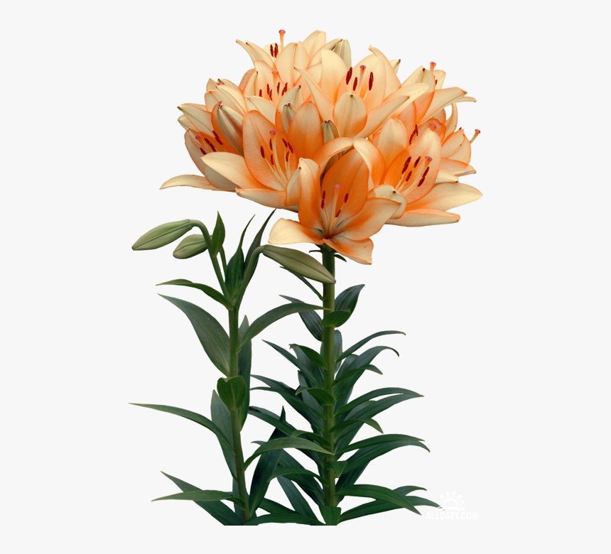 Lilies Flower Clip Art - Makhla Sac A Dos, HD Png Download, Free Download