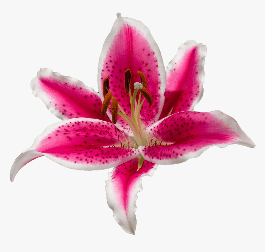 Tiger Lily, HD Png Download, Free Download