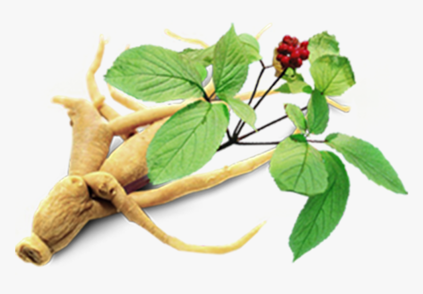 Korean Panax Ginseng Route - Korean Ginseng Flower Png, Transparent Png, Free Download