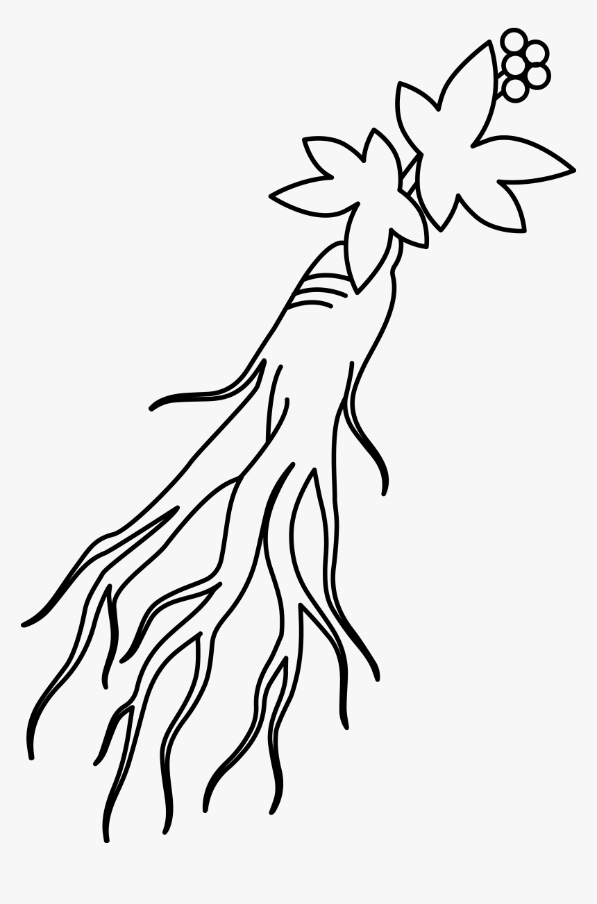 인삼 Png 무료다운로드 Ginseng Png - Ginseng Clipart, Transparent Png, Free Download