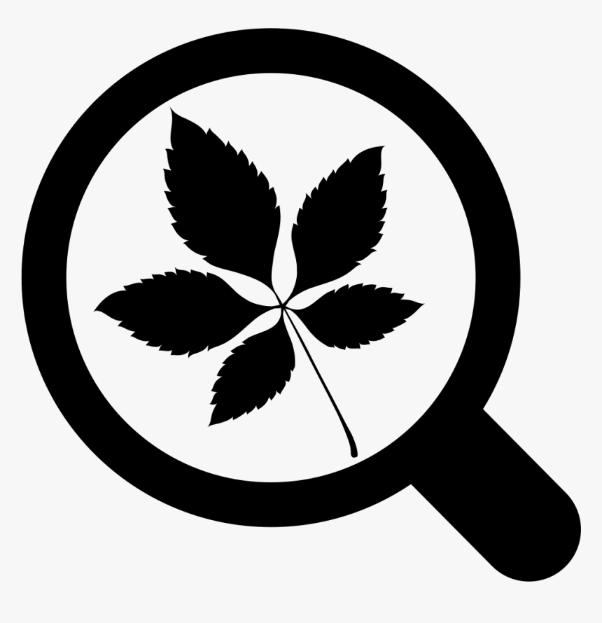 Ginseng Leaf Type - Vector Graphics, HD Png Download, Free Download