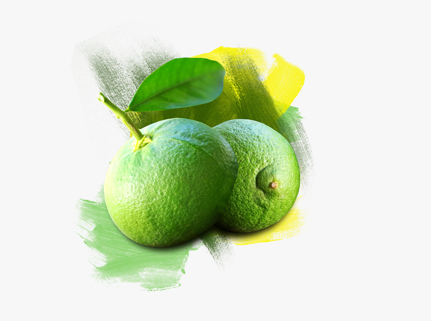 Persian Lime, HD Png Download, Free Download