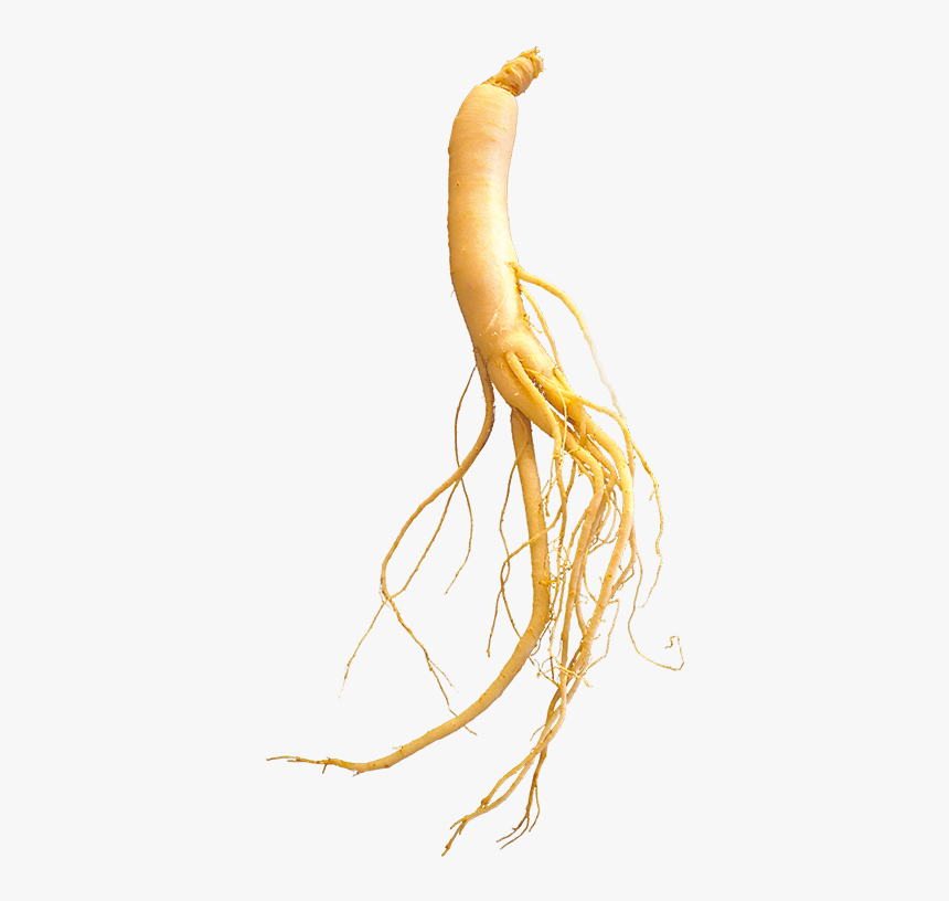 Ginseng - Sketch, HD Png Download, Free Download