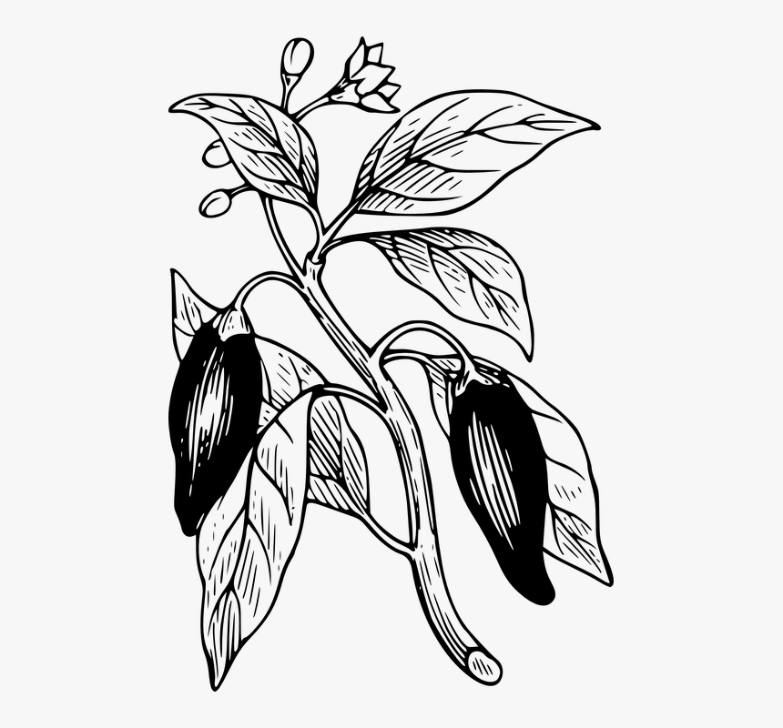 Capsicum, Chilli, Pepper, Plant, Branch - Chili Pepper Plant Drawing, HD Png Download, Free Download