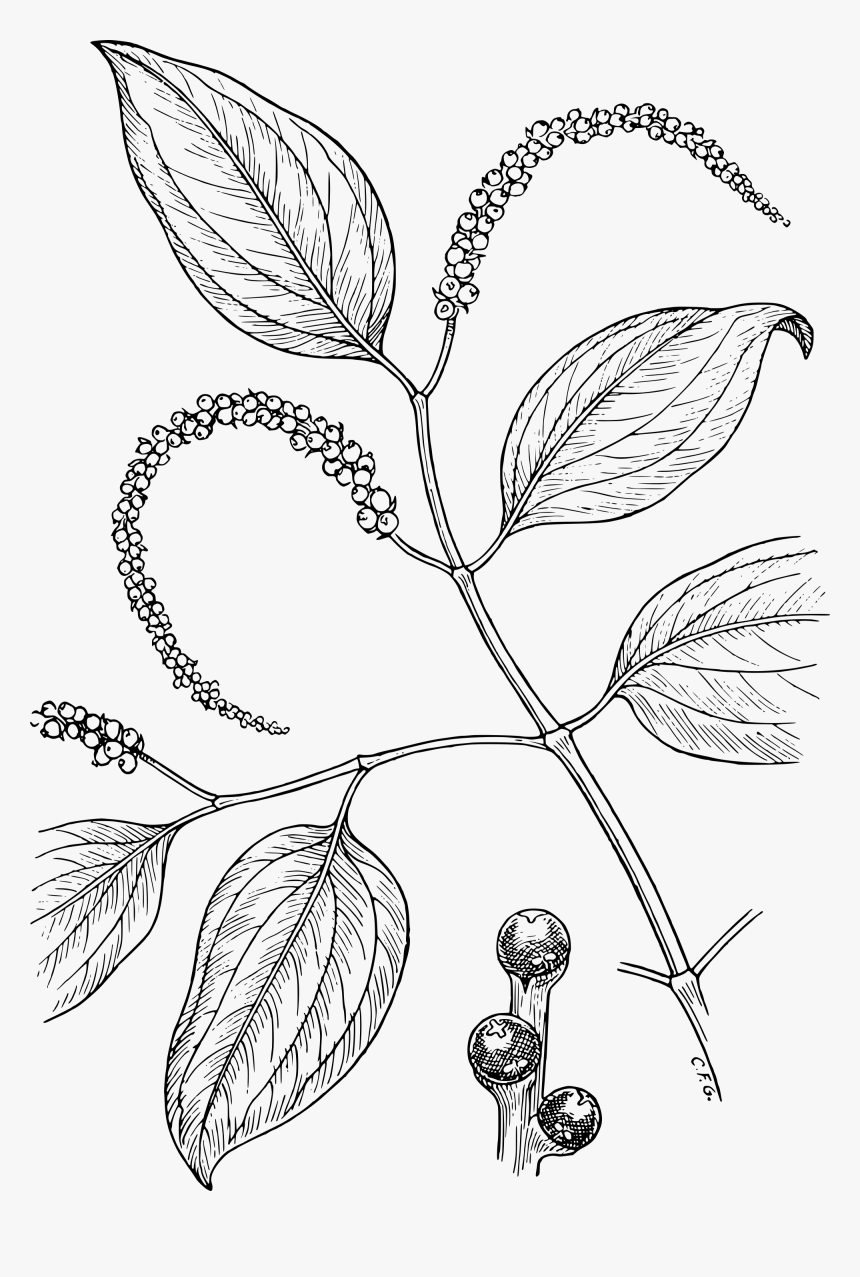 Transparent Pepper Clipart Black And White - Piper Nigrum Plant Drawing, HD Png Download, Free Download