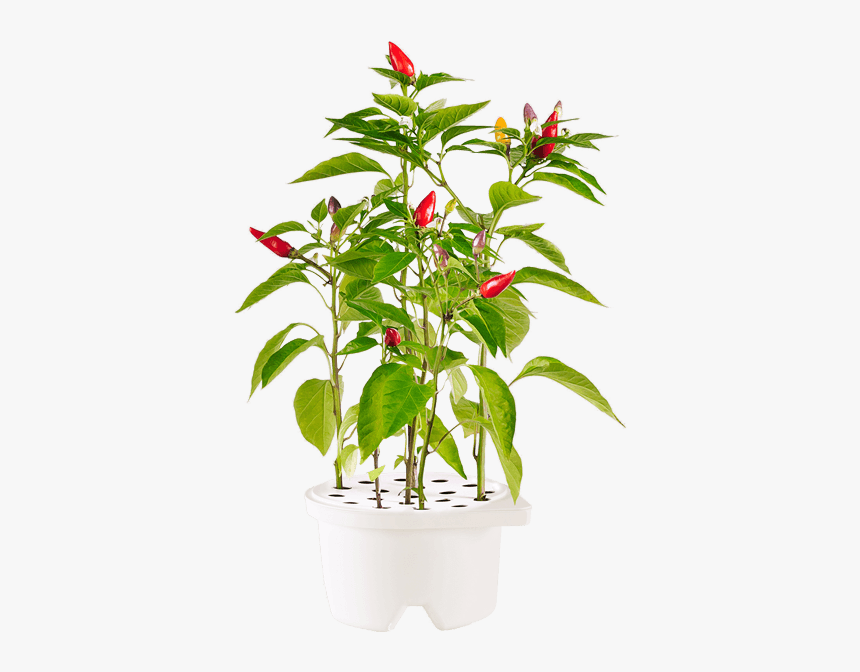 Click And Grow Chili Pepper, HD Png Download, Free Download