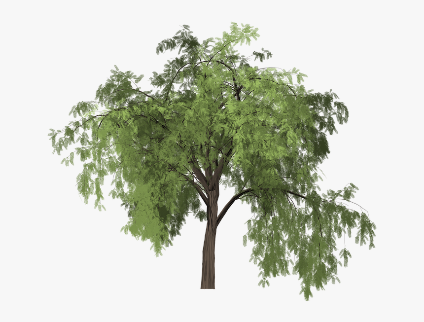 Pepper, Tree, Painted Tree, Green, Nature, Plant - Pimiento Arbol Png, Transparent Png, Free Download
