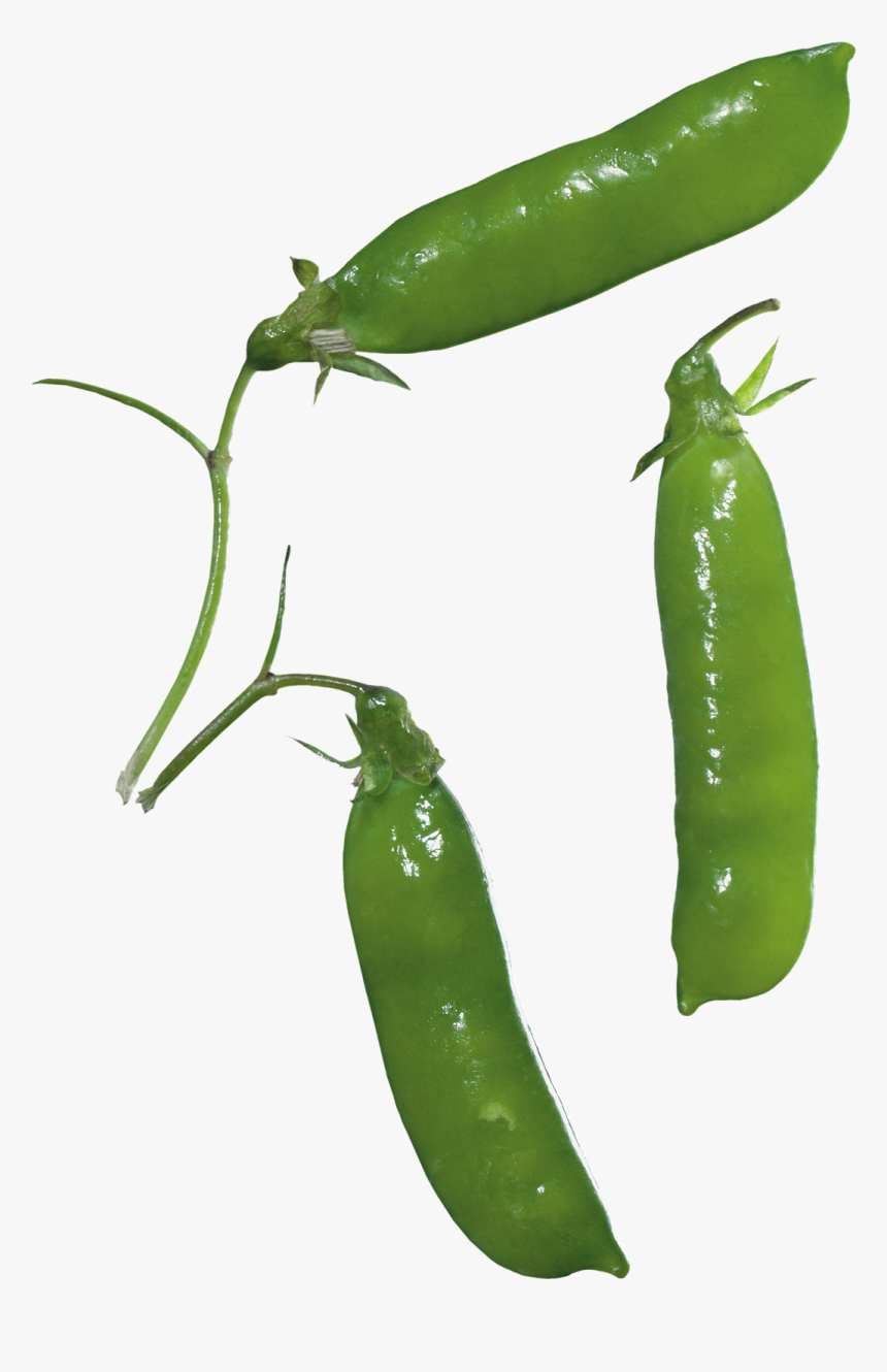 Pea Png Images - Pea, Transparent Png, Free Download