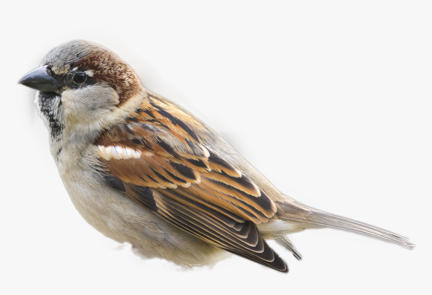 Sparrow Png Image - Pardal Passaro, Transparent Png, Free Download