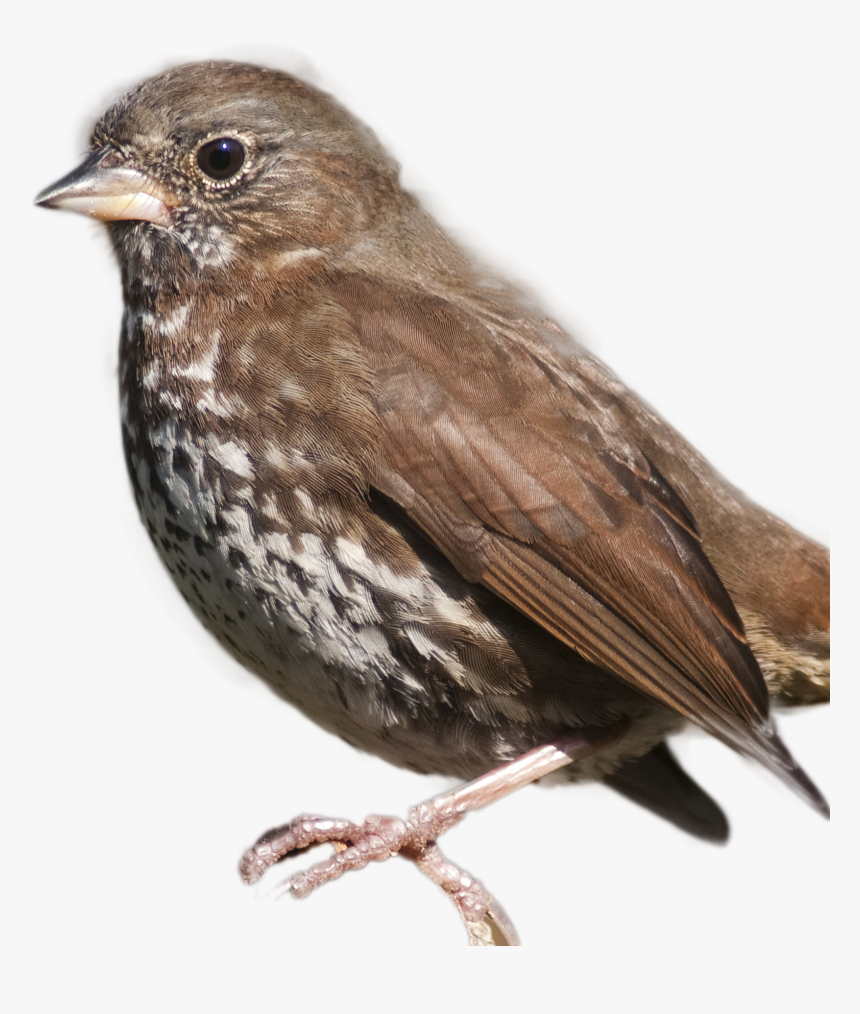 Fox Sparrow Song Sparrow, HD Png Download, Free Download