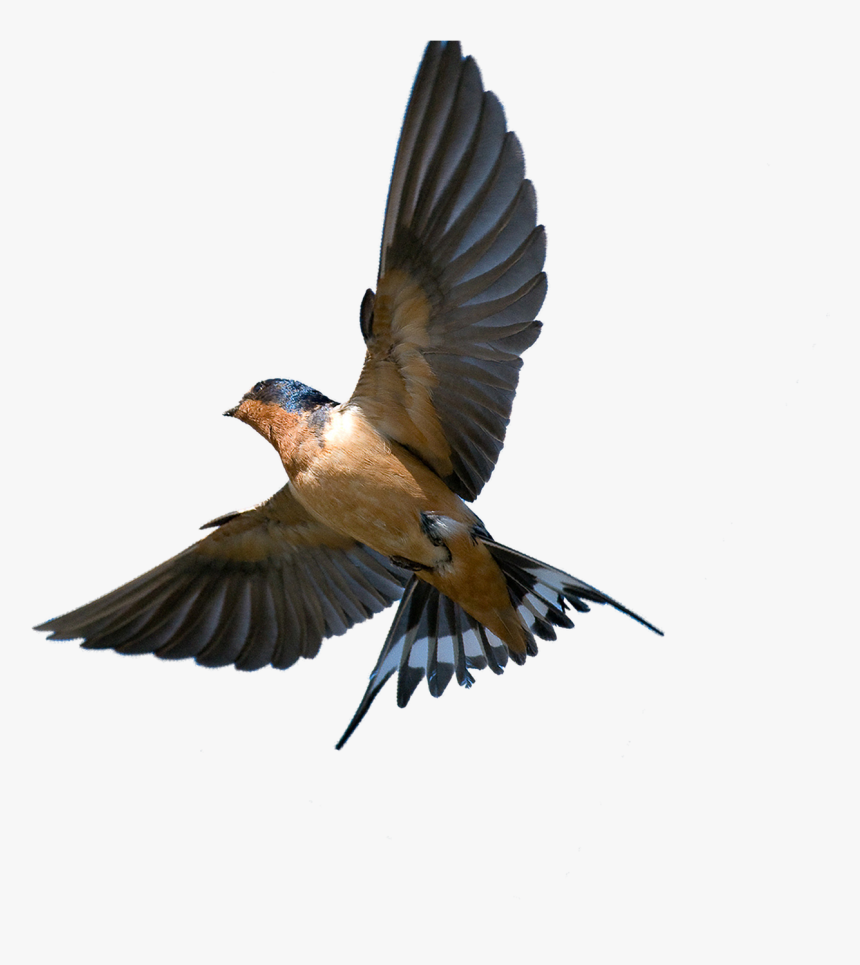 Barn Swallow Bird Png, Transparent Png, Free Download