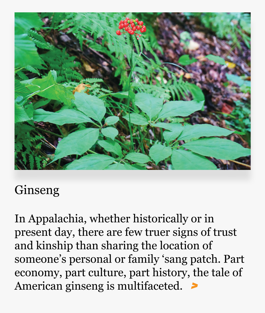 Ginseng Png, Transparent Png, Free Download