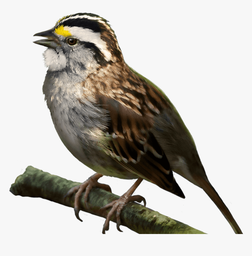 Transparent Sparrow Png - White Throated Sparrow Png, Png Download, Free Download