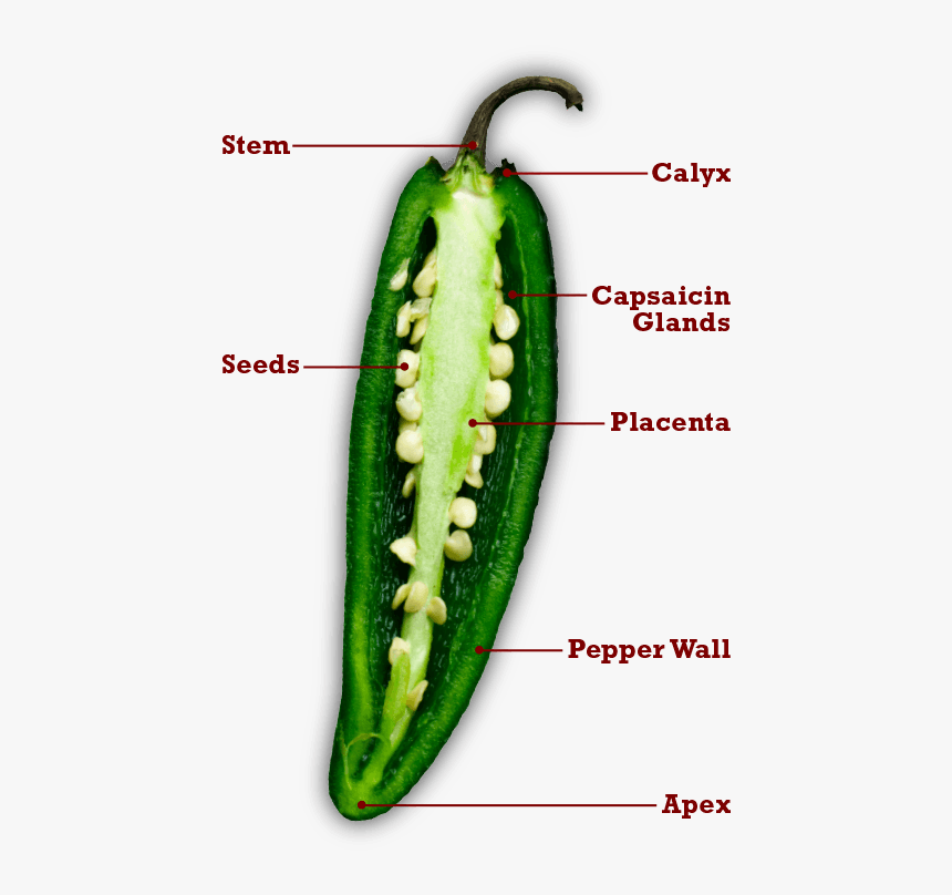 Longitudinal Section Of Chilli, HD Png Download, Free Download