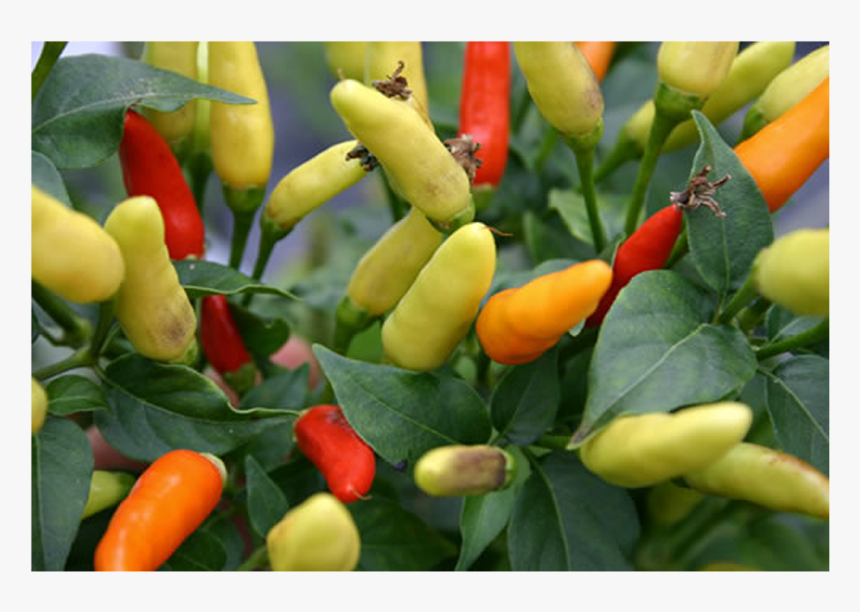 Tabasco Chilli Seeds - Bird's Eye Chili, HD Png Download, Free Download