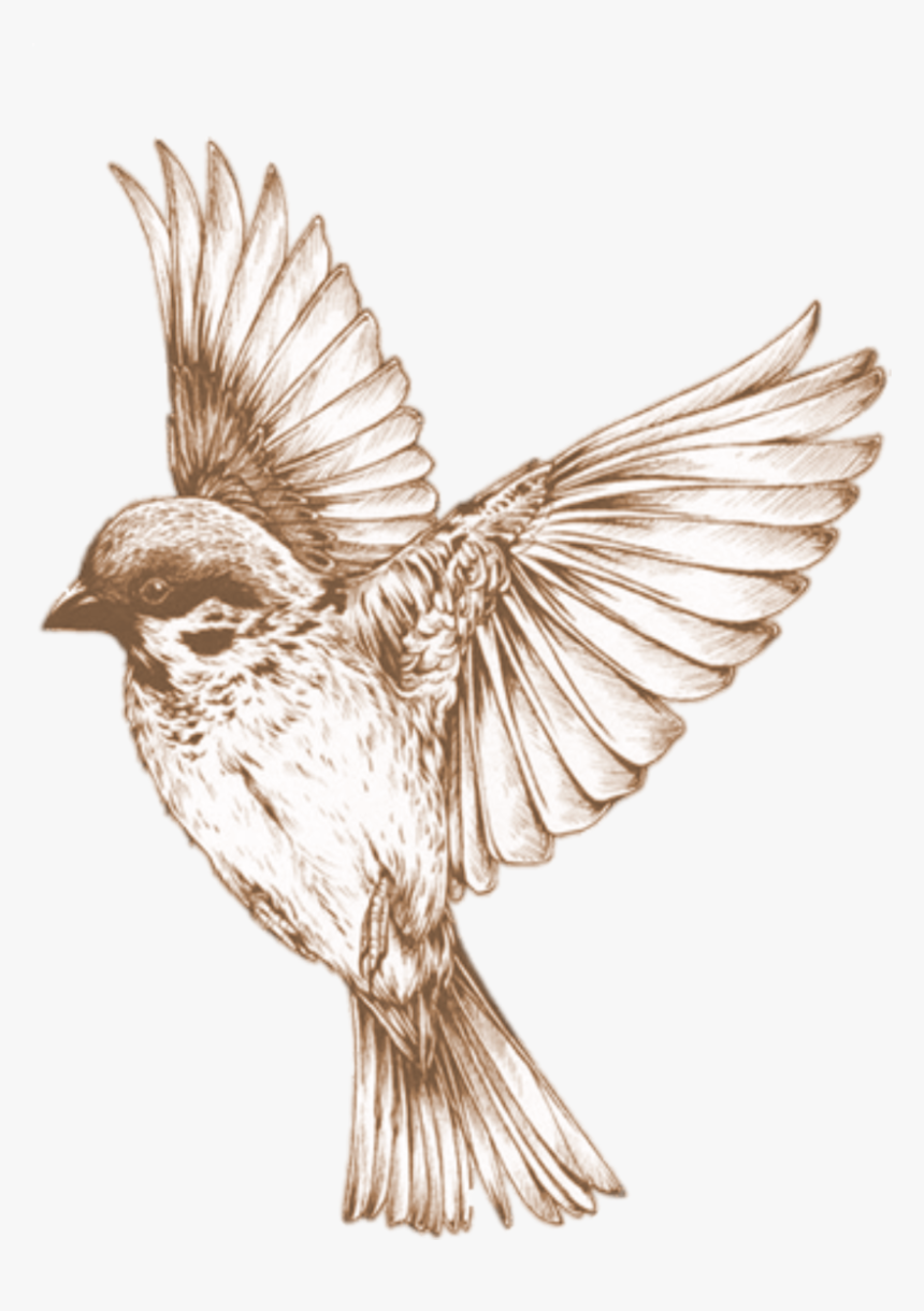 Hummingbird Clipart Sparrow - Bird Sketches Transparent, HD Png Download, Free Download