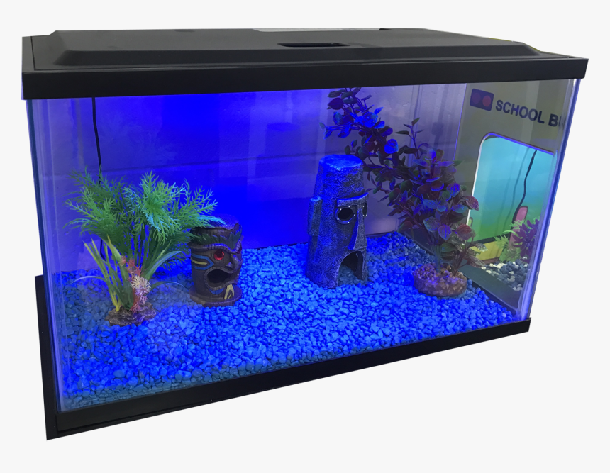 10 Gallon Fish Tank - Small Fish Tank In House, HD Png Download, Free Download