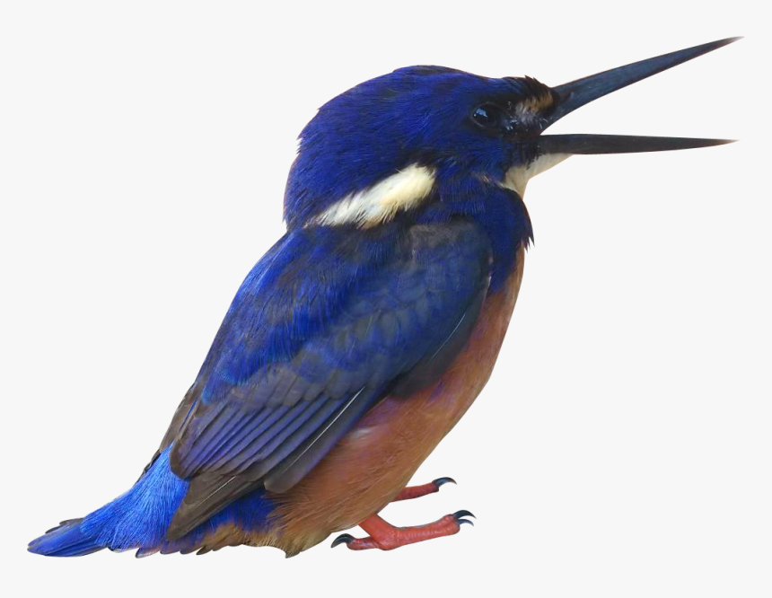 Songbird - Kingfisher Png, Transparent Png, Free Download