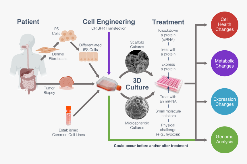 Monitoring Biology In 3d Cultures - 3d Culture, HD Png Download, Free Download