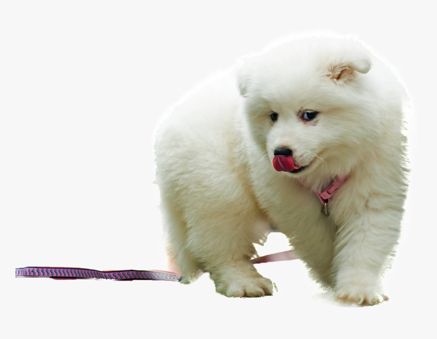 Samoyed Png - Samoyed Dog Png, Transparent Png, Free Download