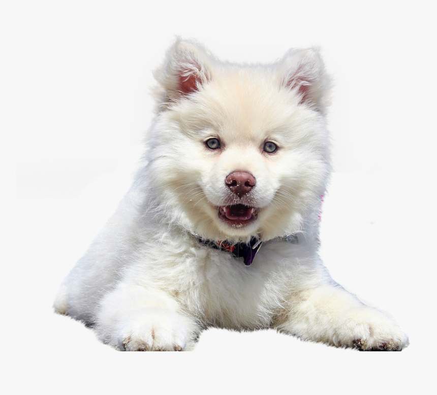 Samoyed - Susan Garrett Dog Training Quotes, HD Png Download, Free Download