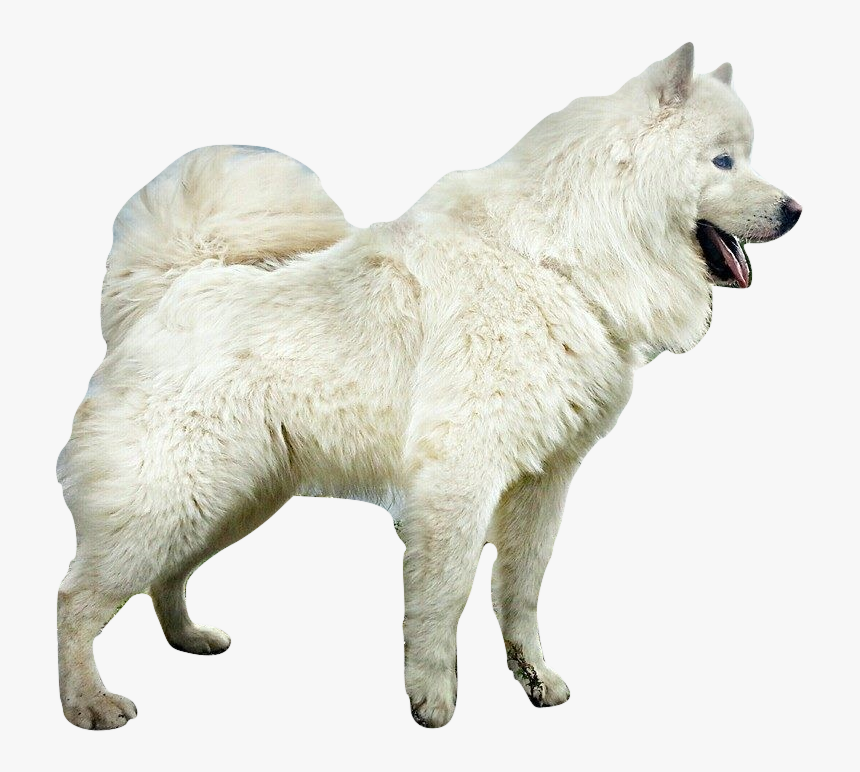 Puppies, Samoyed, Png V - American Eskimo Dog, Transparent Png, Free Download