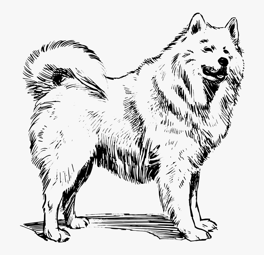 American Eskimo Dog Coloring Pages, HD Png Download, Free Download