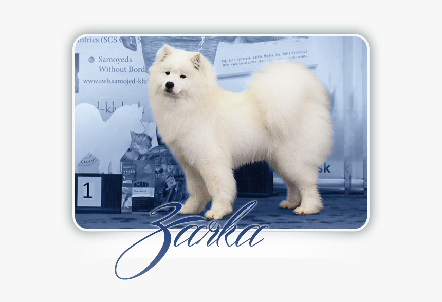 Samoyed Desert Rose Carpathian White Smile - American Eskimo Dog, HD Png Download, Free Download