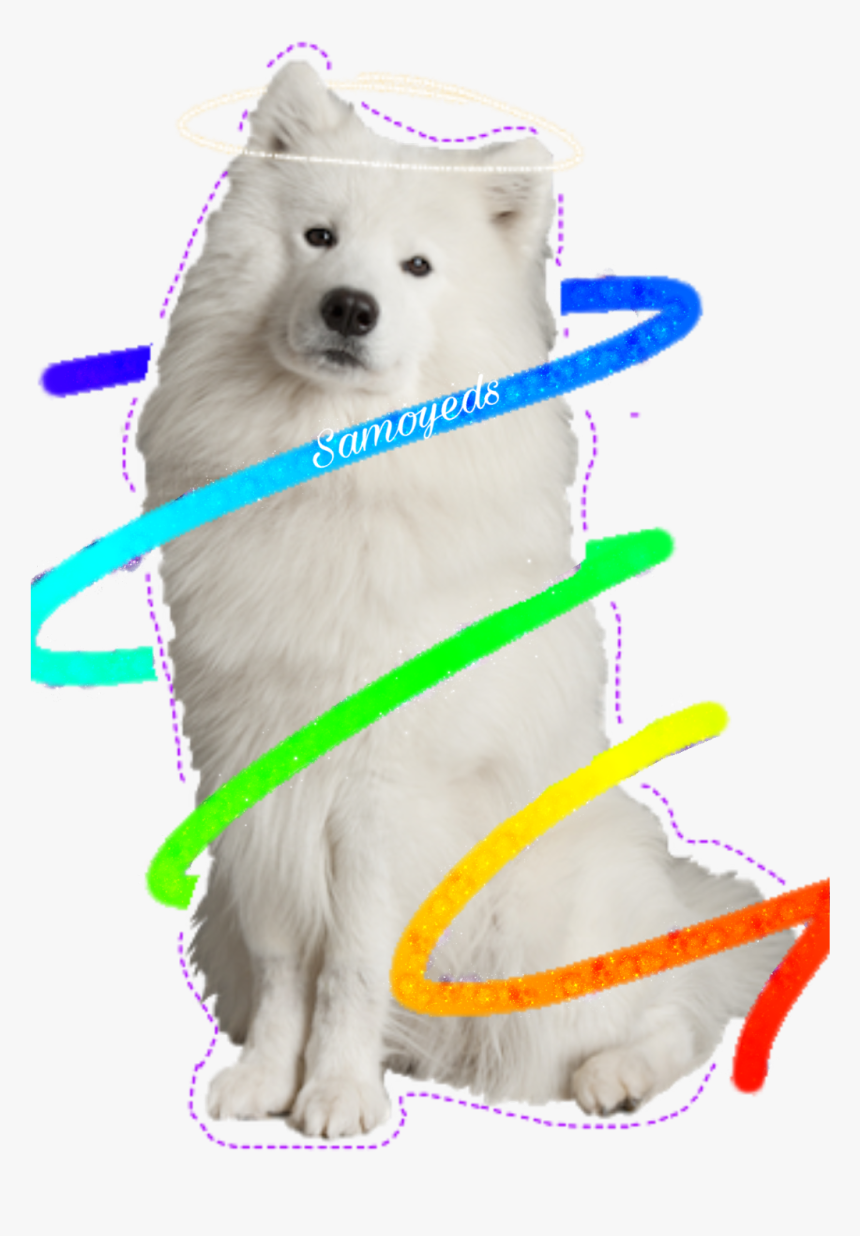 Transparent Samoyed Png - Japanese Spitz, Png Download, Free Download