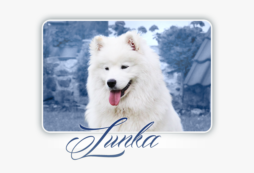 Samoyed Everything Changes Carpathian White Smile - Dog Yawns, HD Png Download, Free Download