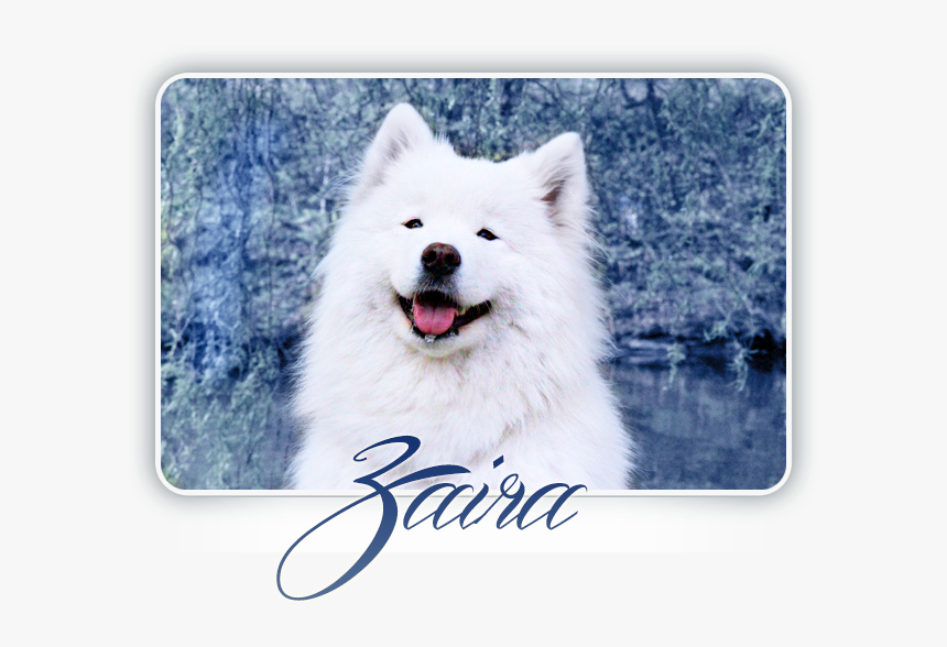 Samoyed Crystal Heart Carpathian White Smile - Dog Yawns, HD Png Download, Free Download