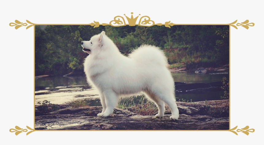 Mainimg - American Eskimo Dog, HD Png Download, Free Download