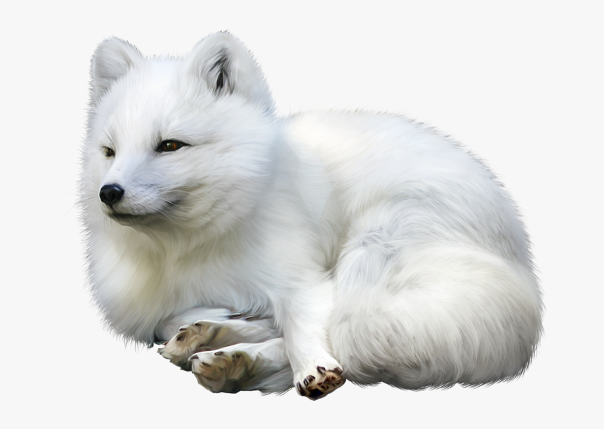 Samoyed - Arctic Fox Transparent Background, HD Png Download, Free Download