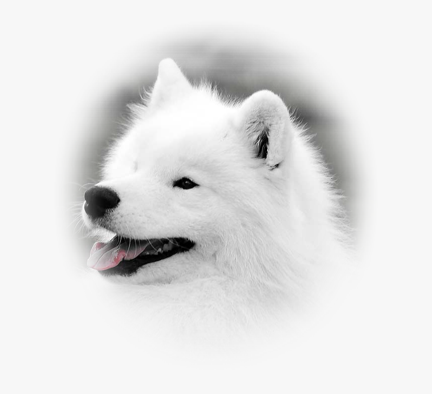 Japanese Spitz, HD Png Download, Free Download