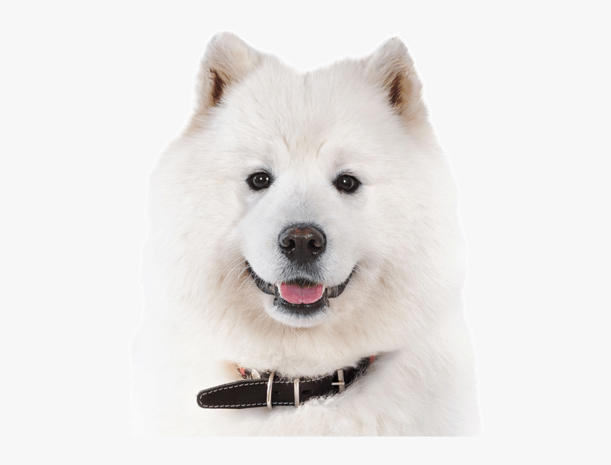 Samoyed Png, Transparent Png, Free Download