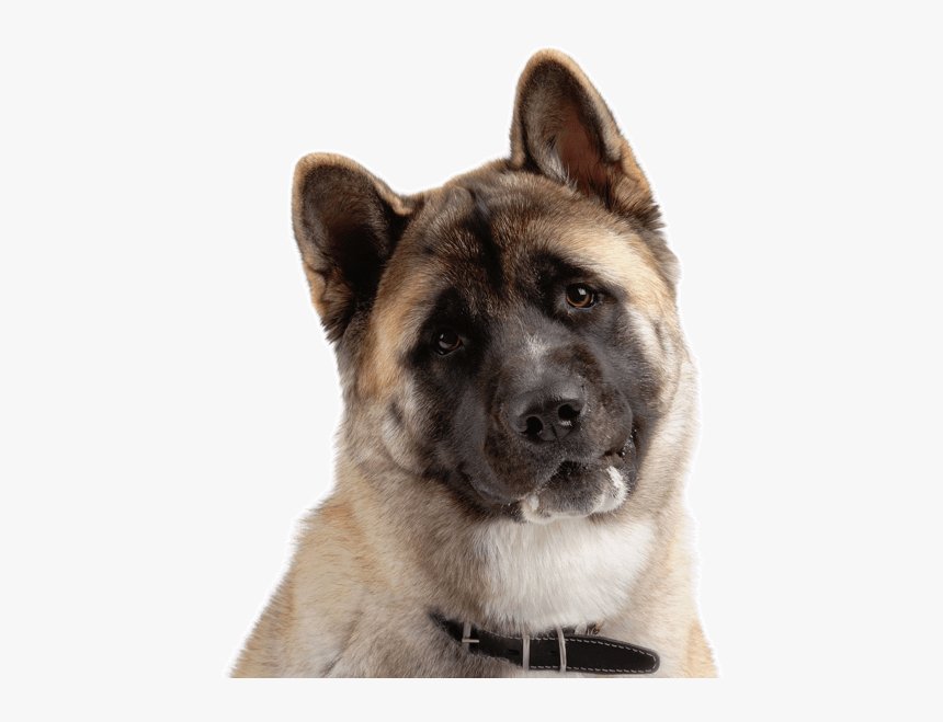 Akita Americano Png, Transparent Png, Free Download